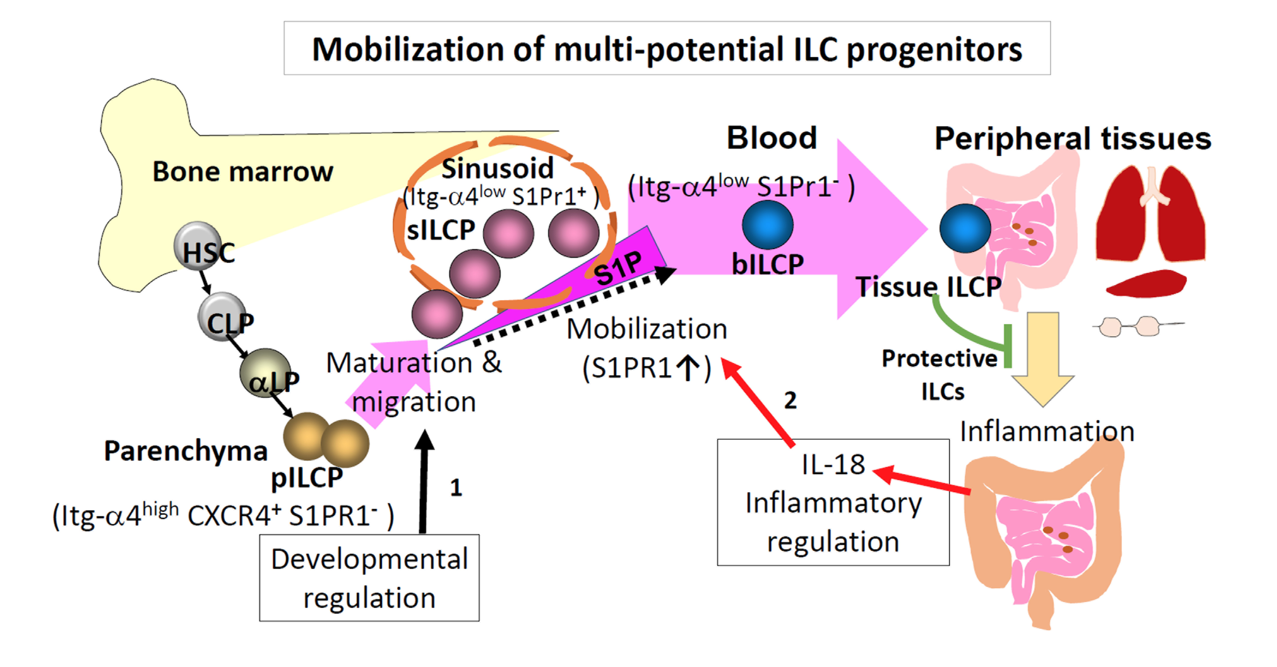 Parenchyma progenitors (pILCPs) are developed from early lymphoid progenitors in the bone marrow. These cells become sinusoid progenitors (sILCPs), which emigrate the marrow to become blood ILCPs (bILCPs). bILCPs enter peripheral tissues to generate mature ILCs that protect tissues. These processes require orchestrated expression of trafficking molecules (integrins, CXCR4, and S1P receptors), which are regulated by internal and external cues such as the inflammatory signal IL-18.